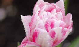 花的短视频,短视频捕捉的美丽瞬间